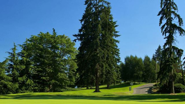 Trees on golf course
